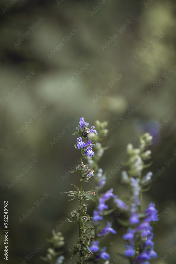 Obraz premium bee on lavender