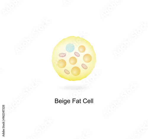 Beige fat cells. Adipocytes. Lipid droplets. Adipose tissue. Vector illustration.
