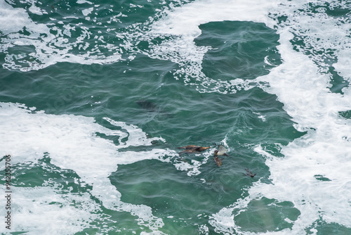 Fotografie Seals in the ocean