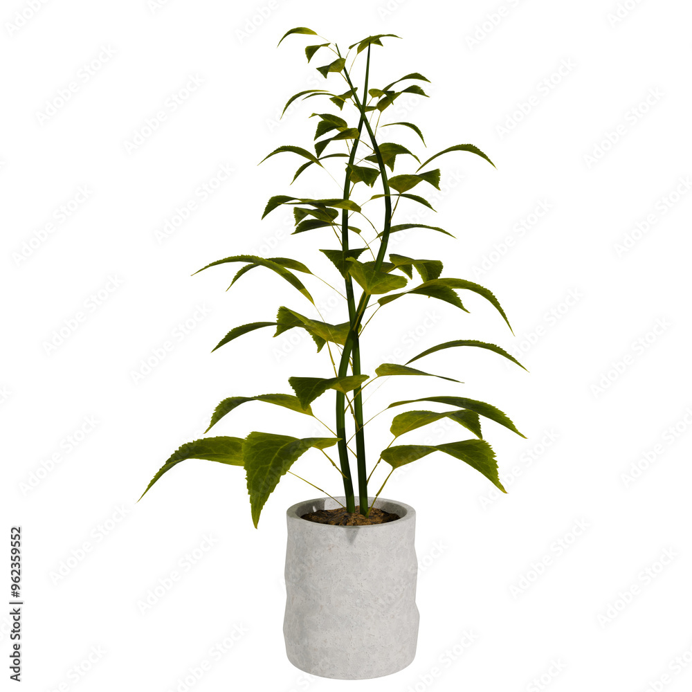 3d render plant in the pot vase with transparent background