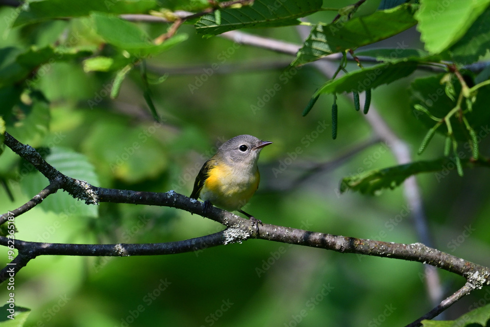 Cute colorful female American Redstart Warbler sits perched in a tree Cute colorful female American Redstart Warbler sits perched in a tree