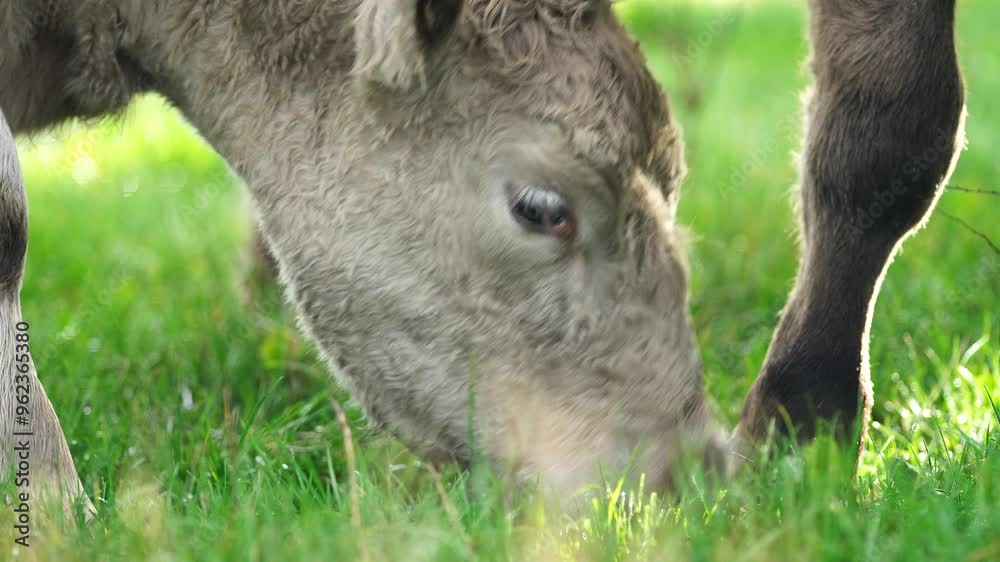 beautiful cattle in Australia eating grass, grazing on pasture. Herd of cows free range beef being regenerative raised on an agricultural farm. Sustainable farming beautiful cattle in Australia eating grass, grazing on pasture. Herd of cows free range beef being regenerative raised on an agricultural farm. Sustainable farming