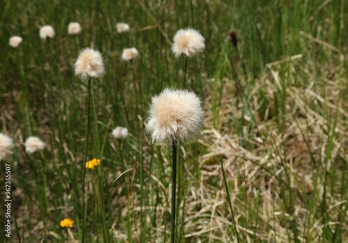 Wild native grass with white seed tuft in Beartooth Mountains, Montana