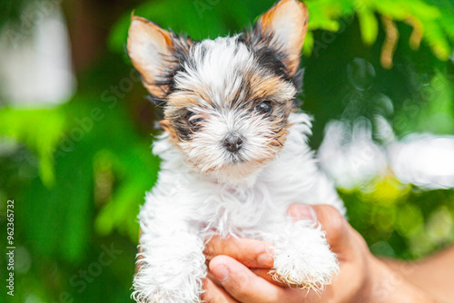 Cachorro Yorkshire Biewer terrier 2 meses de Edad photo