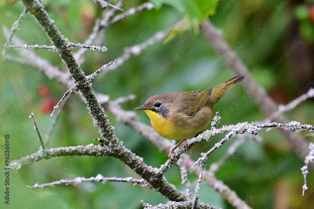 Male Common Yellowthroat Warbler perched on a branch Male Common Yellowthroat Warbler perched on a branch