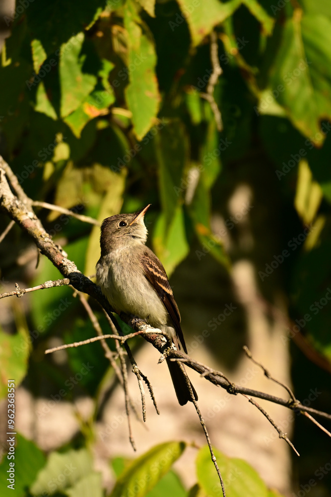Fototapeta premium Close up of a cute little Eastern Wood Peewee Flycatcher bird perched in a tree looking for flies