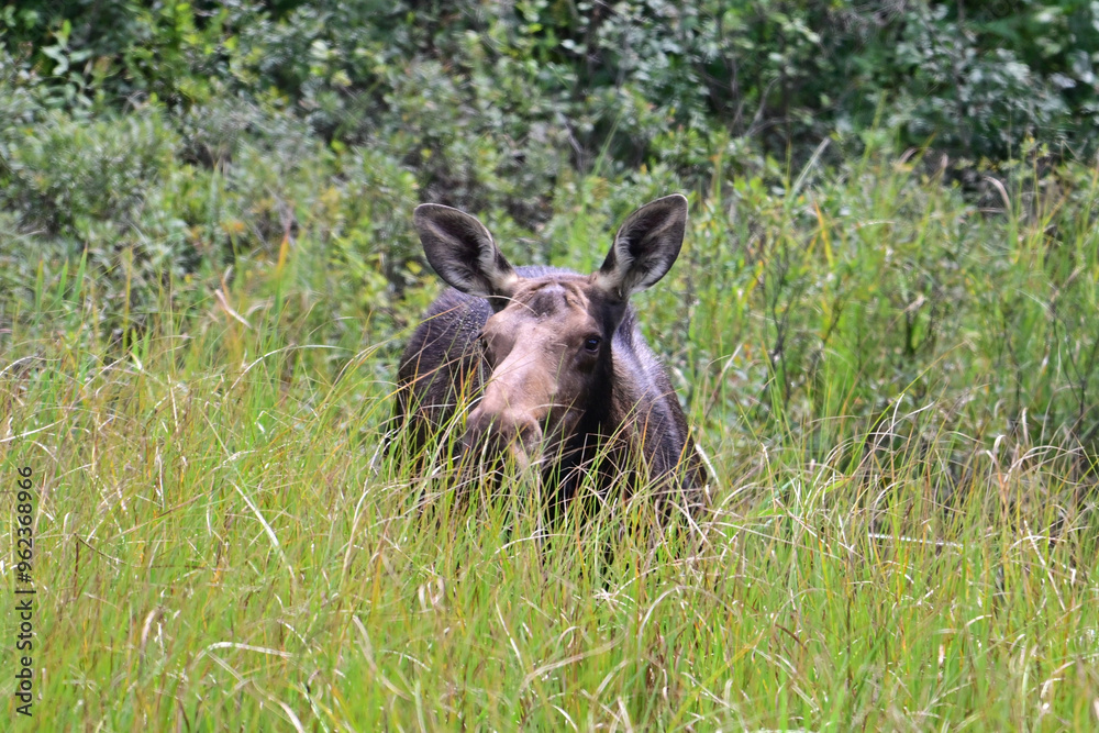 Summer scene of a female Moose walking through marsh looking around as she grazes Summer scene of a female Moose walking through marsh looking around as she grazes