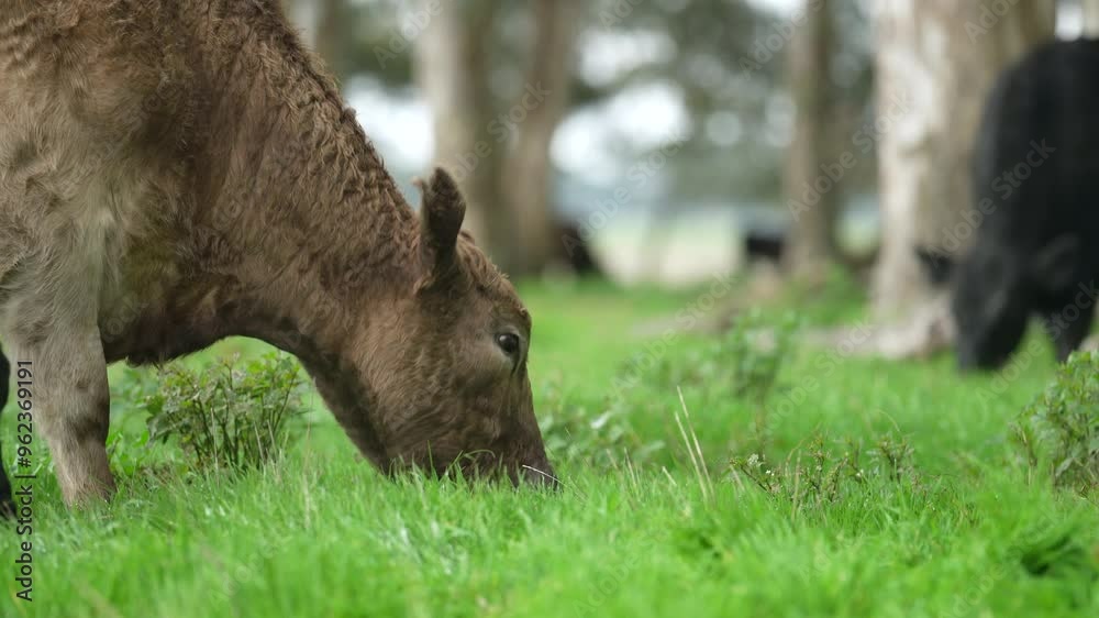 beautiful cattle in Australia eating grass, grazing on pasture. Herd of cows free range beef being regenerative raised on an agricultural farm. Sustainable farming beautiful cattle in Australia eating grass, grazing on pasture. Herd of cows free range beef being regenerative raised on an agricultural farm. Sustainable farming