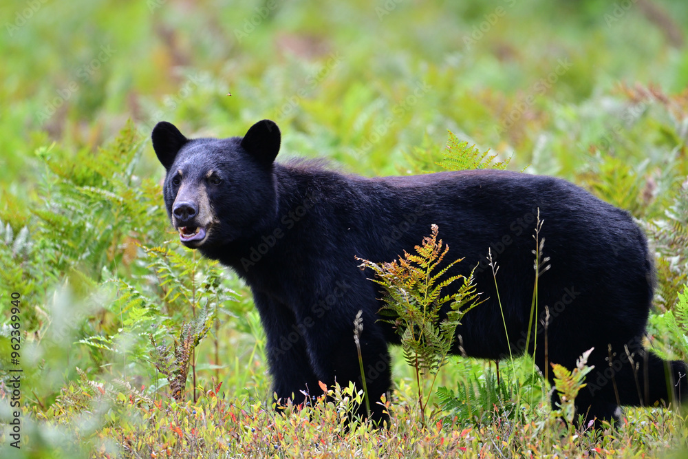Autumn scene of a Black Bear walking through a blueberry patch inside Algonquin Park in Ontario Canada Autumn scene of a Black Bear walking through a blueberry patch inside Algonquin Park in Ontario Canada