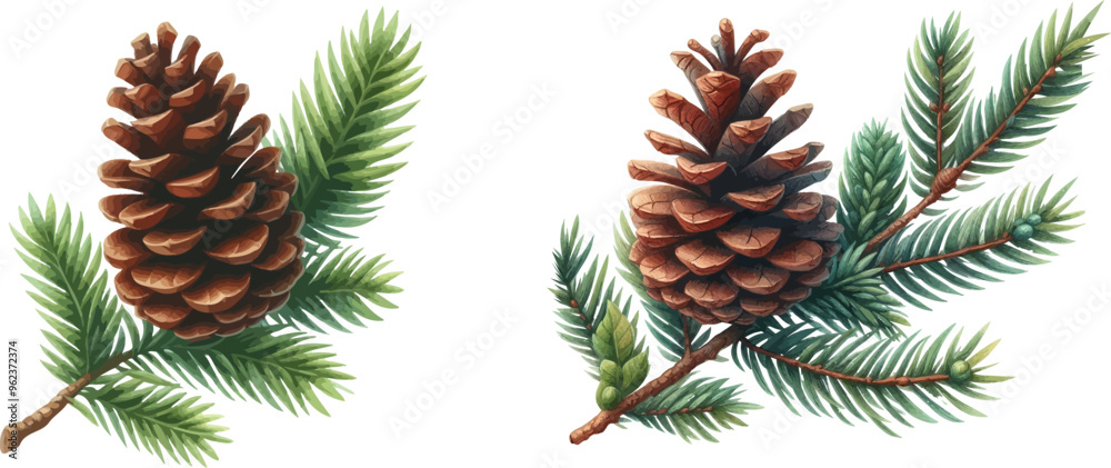 Pine cone vector icon set.Christmas tree with green pine cone branches isolated on white baqckground. Fir tree branches with cones. Pine cone vector icon set.Christmas tree with green pine cone branches isolated on white baqckground. Fir tree branches with cones.