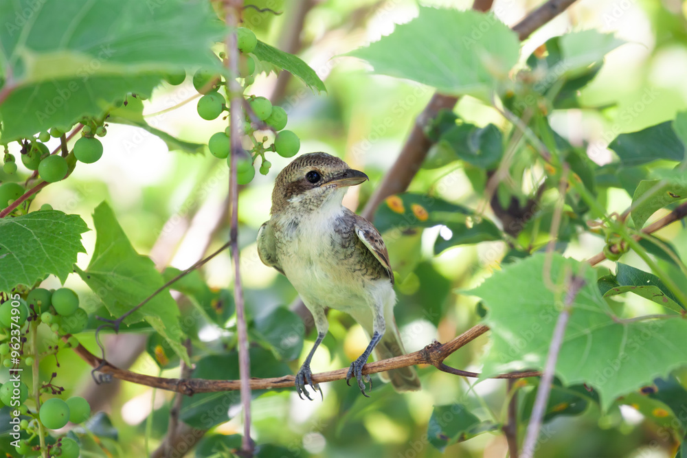 Naklejka premium Red-backed shrike (Lanius collurio) juvenile sitting on a branch of grape, Belarus