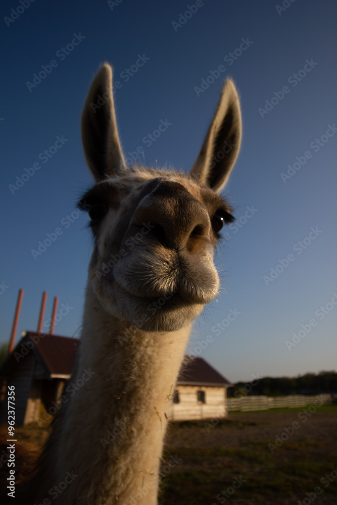 Obraz premium funny portrait of a llama on a wide angle camera