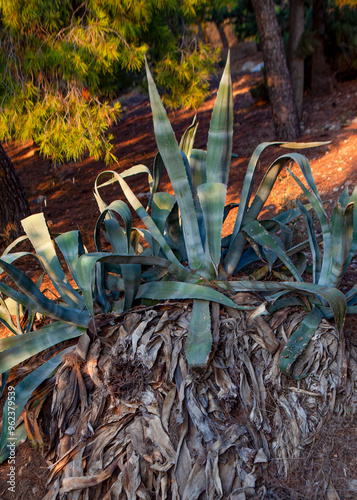 century plant, maguey (Agave americana) ,Athens, Attica, Greece photo