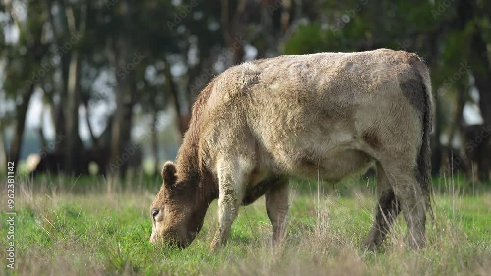 beautiful cattle in Australia eating grass, grazing on pasture. Herd of cows free range beef being regenerative raised on an agricultural farm. Sustainable farming beautiful cattle in Australia eating grass, grazing on pasture. Herd of cows free range beef being regenerative raised on an agricultural farm. Sustainable farming