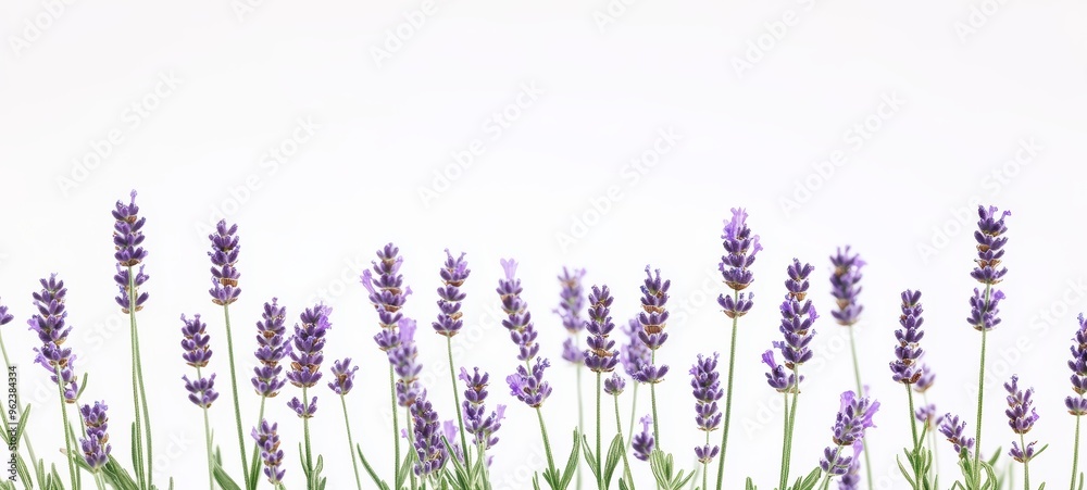 Naklejka premium A cluster of lavender sprigs, each topped with small purple flowers