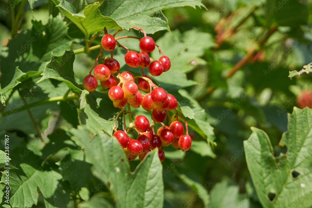 In the garden of the country house ripen bunches of viburnum. Summer 2015. In the garden of the country house ripen bunches of viburnum. Summer 2015.