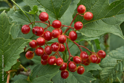 In the garden of the country house ripen bunches of viburnum. Summer 2015.