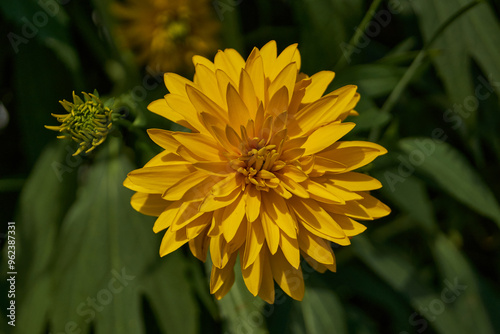 Coneflower dissected (Latin Rudbeckia laciniata) or Golden Ball is a genus of annual, biennial and perennial herbaceous plants of the Asteraceae family (Asteraceae). photo