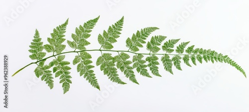 Fern frond, unfurling with intricate, lacy leaves, each leaflet perfectly detailed against the white background