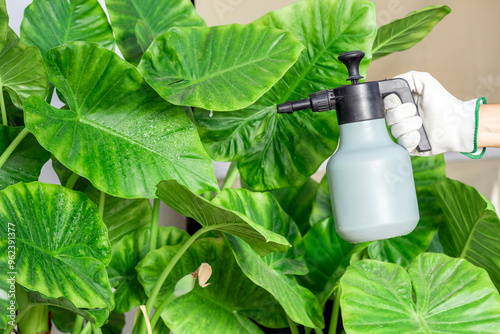 Gardener spraying water on green houseplants leaves with a sprayer. Care and maintenance of plants.