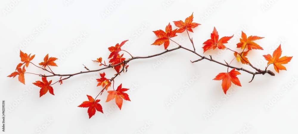 A maple tree branch, with its distinctive five-lobed leaves turning a rich red and orange, delicately placed against the white background A maple tree branch, with its distinctive five-lobed leaves turning a rich red and orange, delicately placed against the white background
