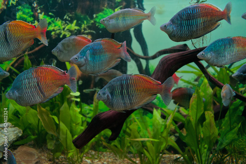 Rainbow fish swimming in the fish tank