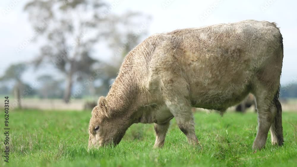 Close up of Angus and Murray Grey Cows eating long pasture in Australia
Close up of Angus and Murray Grey Cows eating long pasture in Australia
