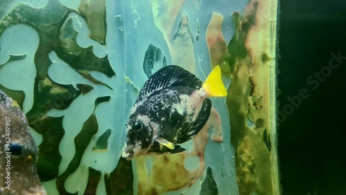Sick fish with white spots - Ichthyophthirius multifiliis aka ick or ikh