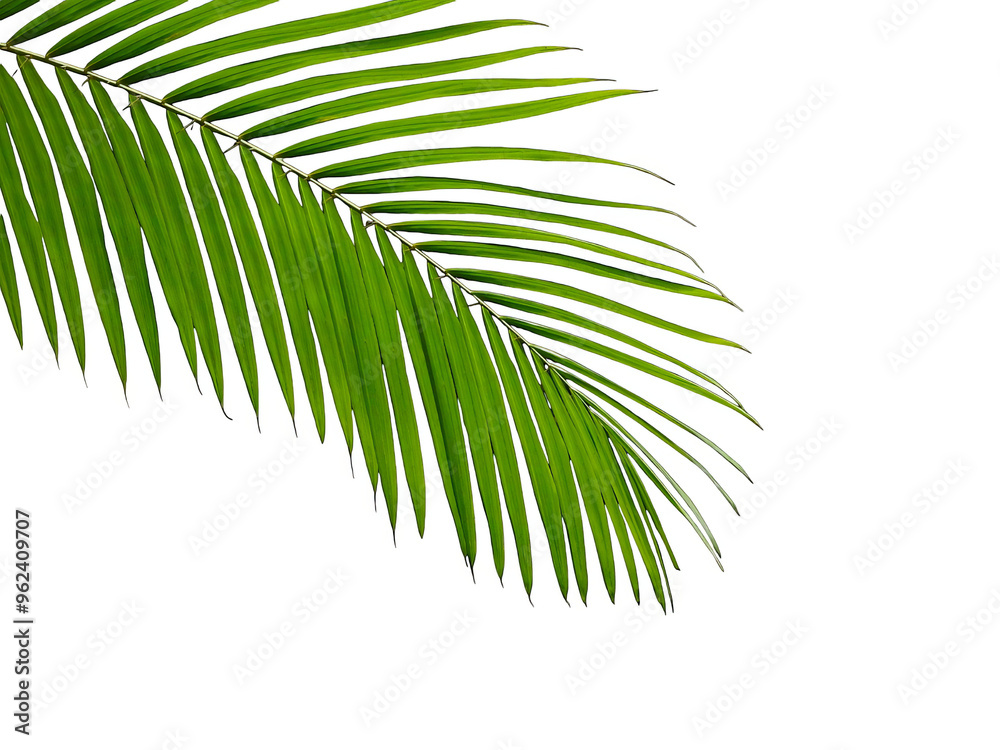 Obraz premium Palm Leaf Branch Isolated on White Background