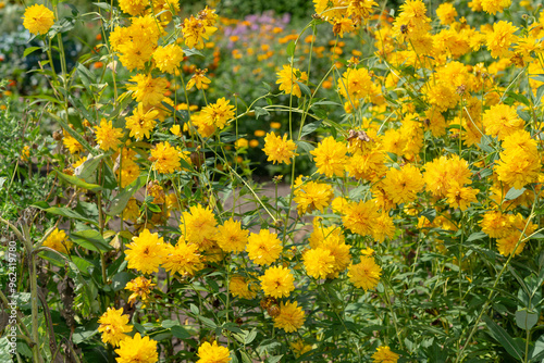 double yellow flowers on long stems in a summer garden