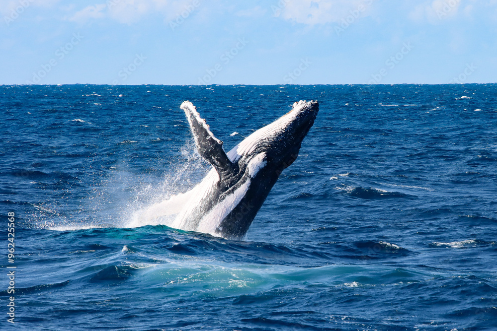 Fototapeta premium Humpback Whale Breaching 