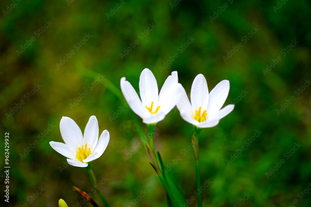 タマスダレの花 タマスダレの花