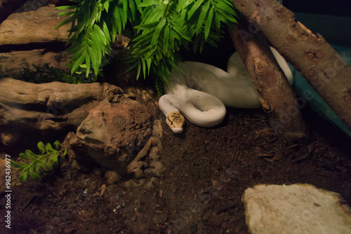 White python with colored head