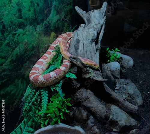 Foto Corn snake on a piece of log