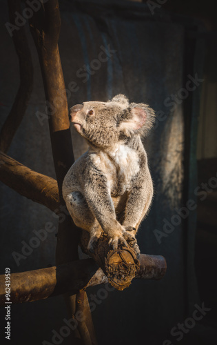 Canvas Print koala on tree