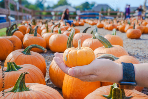 Selecting pumpkin for Halloween display. American families visit corn or pumpkin fields in the countryside to celebrate the holidays, doing scavenger hunts or buy ones for decoration, carving photo