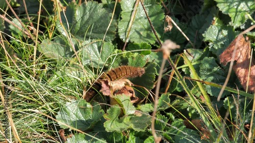 The Oak Eggar caterpillar (Lasiocampa quercus)