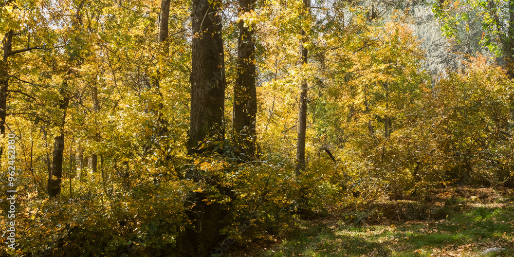 Golden autumn forest with sunlit trees and lush foliage Golden autumn forest with sunlit trees and lush foliage