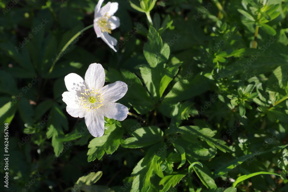 Pretty white flowers. Nature i May. Stockholm, Sweden. Pretty white flowers. Nature i May. Stockholm, Sweden.