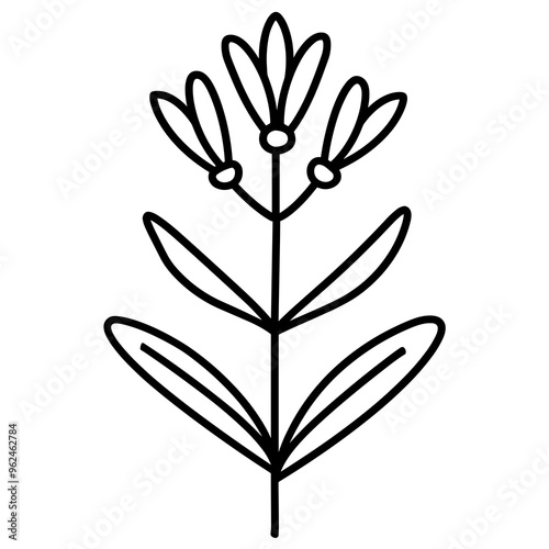This illustration features a simplified outline of a Kangaroo Paw flower, highlighting its unique petals and leaves, perfect for use in various design projects
