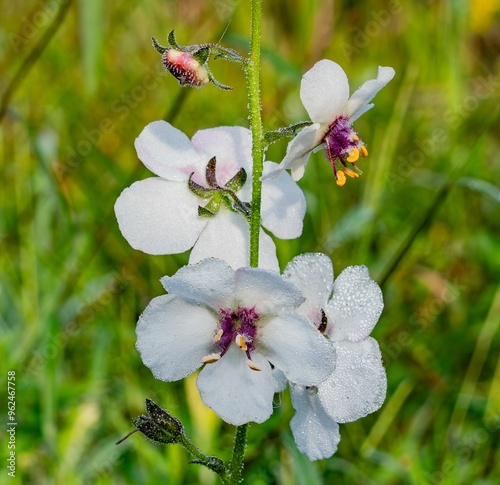 Wildflower in the Rain, Richard M Nixon County Park, Pennsylvania USA photo