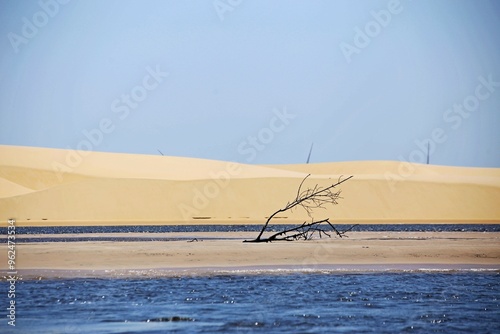 River clear water and white sand dunes, dead dry tree in middle water. Preguica river, Maranhao, Brazil photo