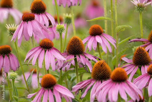 Purple cone flower in a meadow