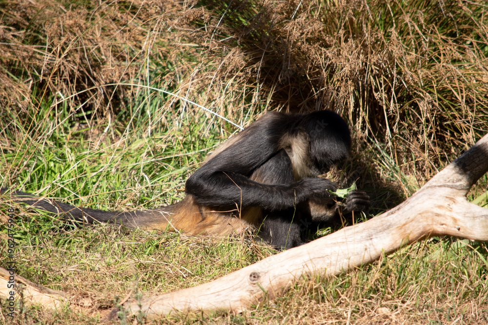 Obraz premium The black-handed spider monkey has lack or brown fur with hook-like hands and a prehensile tail.