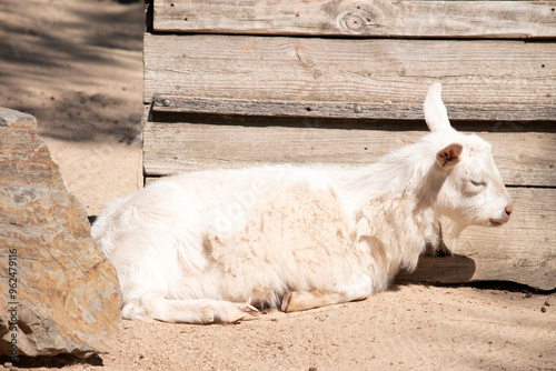 Goats are farm animals that arch backward, a short tail, and straighter hair. photo