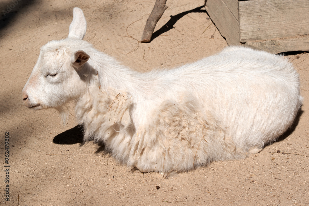 Goats are farm animals that arch backward, a short tail, and straighter hair. Goats are farm animals that arch backward, a short tail, and straighter hair.