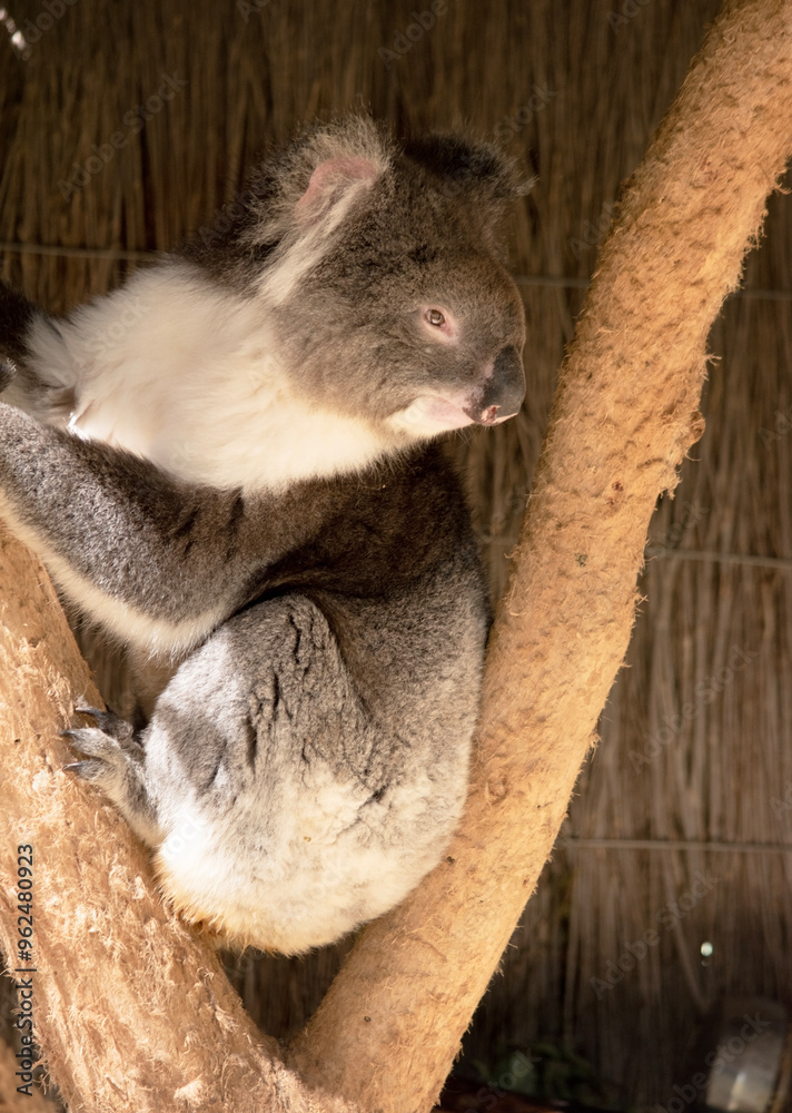 Fototapeta premium the Koala has a large round head, big furry ears and big black nose. Their fur is usually grey-brown in color with white fur on the chest, inner arms, ears and bottom.