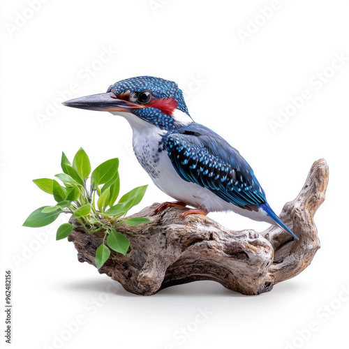 A vibrant kingfisher bird with blue and red feathers, perched on driftwood with green leaves, set against a white background. photo