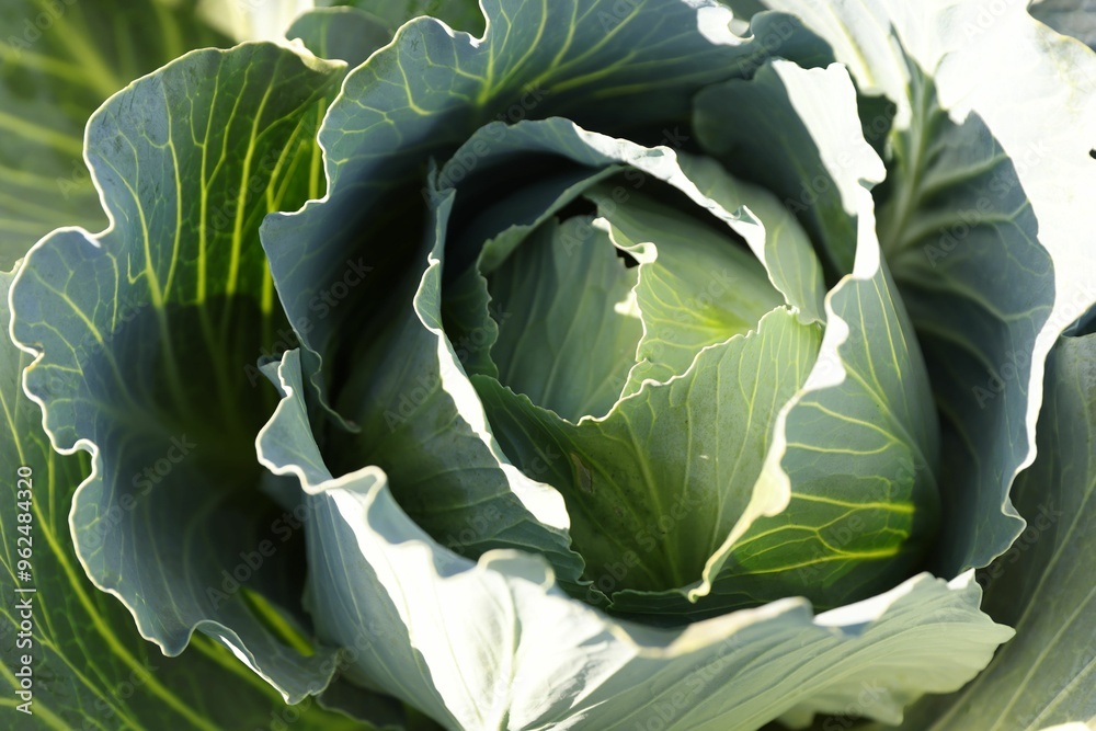 Green cabbage growing on sunny day, closeup Green cabbage growing on sunny day, closeup