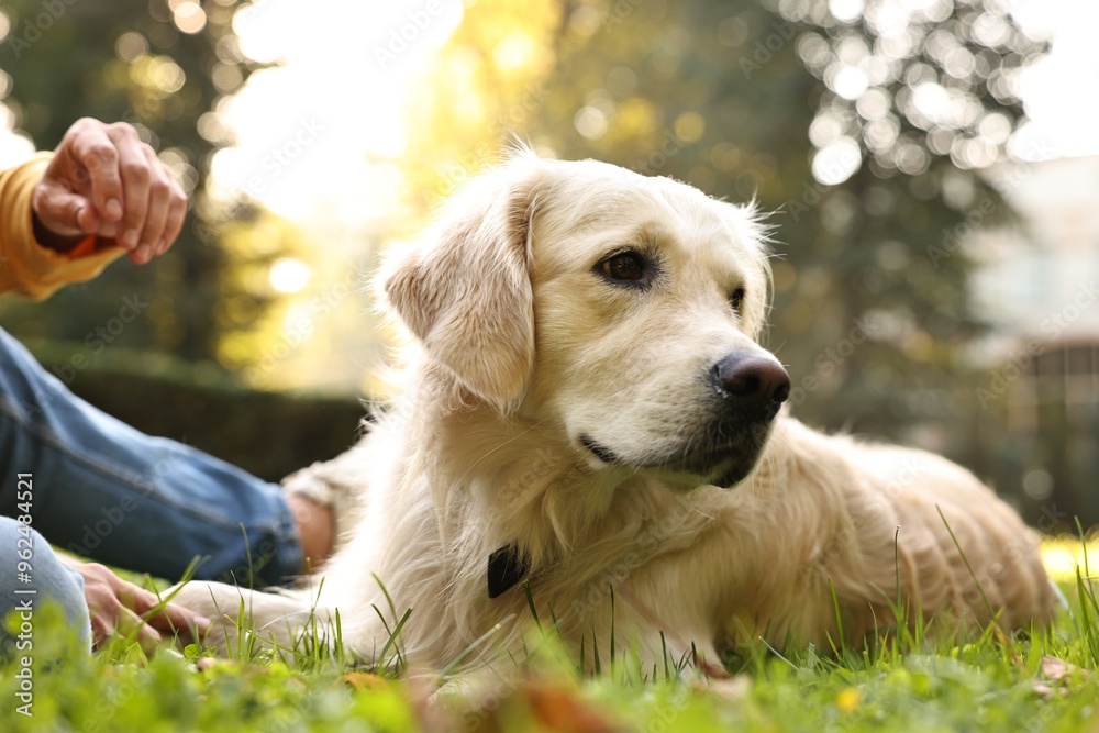 Man with cute Golden Retriever dog on spring day, closeup Man with cute Golden Retriever dog on spring day, closeup